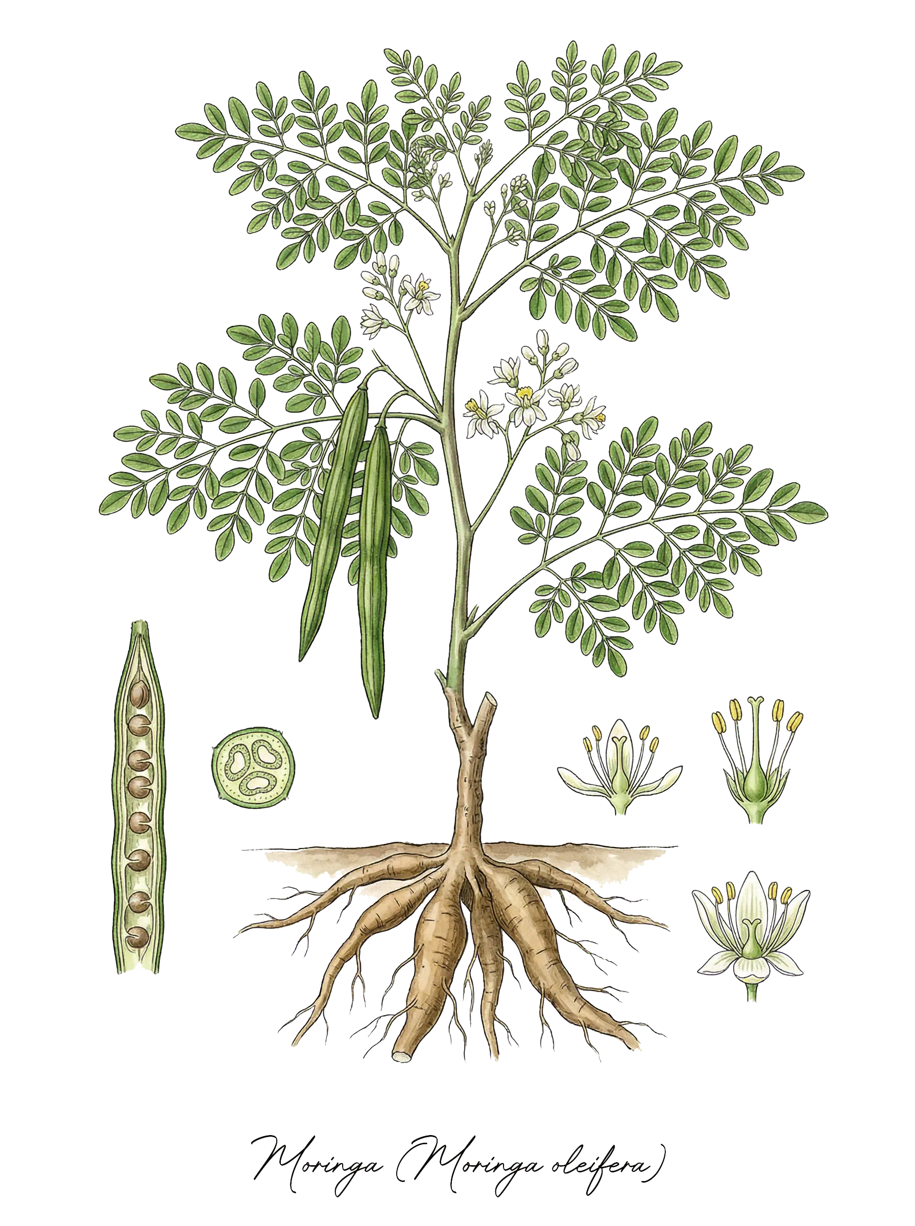 Botanical illustration of Moringa (Moringa oleifera)